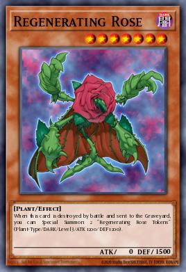 Regenerating Rose